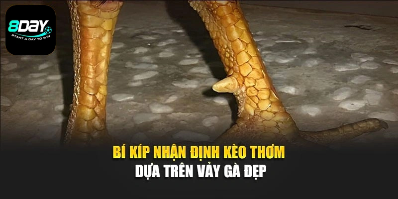 Bí kíp nhận định kèo thơm dựa trên vảy gà đẹp
